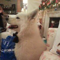 Samoyed, Köpek  Tango fotoğrafı