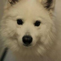 Samoyed, Köpek  Tango fotoğrafı