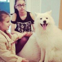 Samoyed, Köpek  Tango fotoğrafı