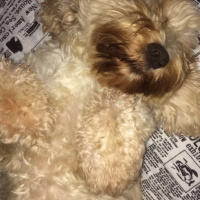 Poodle(Standart Kaniş), Köpek  Gofi fotoğrafı