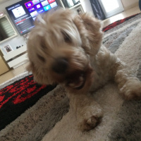 Poodle(Standart Kaniş), Köpek  Gofi fotoğrafı