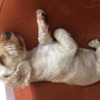 Poodle(Standart Kaniş), Köpek  Gofi fotoğrafı