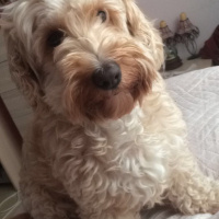 Poodle(Standart Kaniş), Köpek  Gofi fotoğrafı