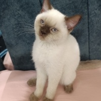 Scottish Fold, Kedi  Sütlaç fotoğrafı
