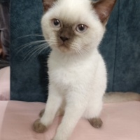 Scottish Fold, Kedi  Sütlaç fotoğrafı