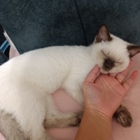 Scottish Fold, Kedi  Sütlaç fotoğrafı
