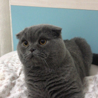 Scottish Fold, Kedi  Zubi fotoğrafı