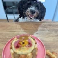 Bouvier des Flandres, Köpek  Luna fotoğrafı