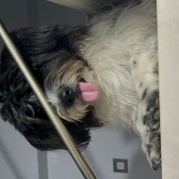 Bouvier des Flandres, Köpek  Luna fotoğrafı