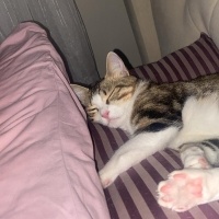 Tekir Kedi, Kedi  Şans fotoğrafı