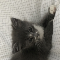 British Shorthair, Kedi  Kivi fotoğrafı