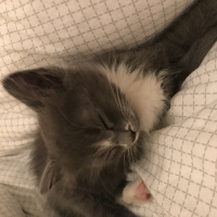 British Shorthair, Kedi  Kivi fotoğrafı