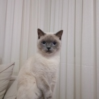 Siyam Kedisi, Kedi  Badem fotoğrafı