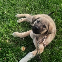 k1313979 kullanıcısının #240124 peti