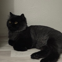 British Longhair, Kedi  Fiko fotoğrafı