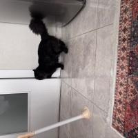 British Longhair, Kedi  Fiko fotoğrafı