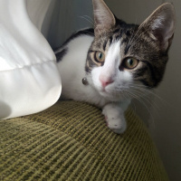Tekir Kedi, Kedi  TOM fotoğrafı