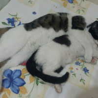 Tekir Kedi, Kedi  TOM fotoğrafı