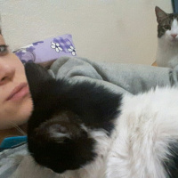 Tekir Kedi, Kedi  TOM fotoğrafı