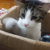 Tekir Kedi, Kedi  TOM fotoğrafı