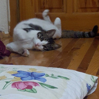 Tekir Kedi, Kedi  TOM fotoğrafı