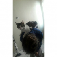 Tekir Kedi, Kedi  TOM fotoğrafı