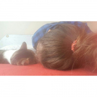 Tekir Kedi, Kedi  TOM fotoğrafı