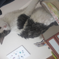 Tekir Kedi, Kedi  TOM fotoğrafı