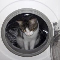 Tekir Kedi, Kedi  TOM fotoğrafı