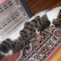 Tekir Kedi, Kedi  TOM fotoğrafı