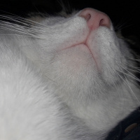 Tekir Kedi, Kedi  TOM fotoğrafı