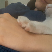 Tekir Kedi, Kedi  TOM fotoğrafı