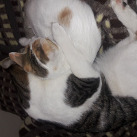 Tekir Kedi, Kedi  TOM fotoğrafı