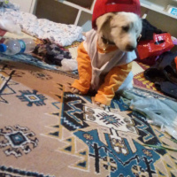 Tekir Kedi, Kedi  TOM fotoğrafı