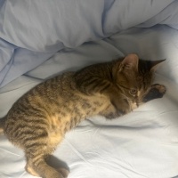 Sarman, Kedi  Adı yok fotoğrafı