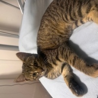 Sarman, Kedi  Adı yok fotoğrafı