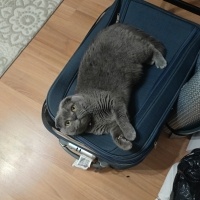 Scottish Fold, Kedi  Misket fotoğrafı