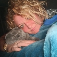 Scottish Fold, Kedi  Misket fotoğrafı