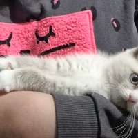 Scottish Fold, Kedi  Sakız fotoğrafı