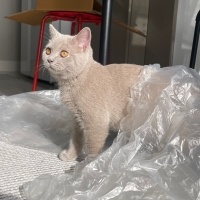 British Shorthair, Kedi  Leo fotoğrafı