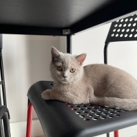 British Shorthair, Kedi  Leo fotoğrafı