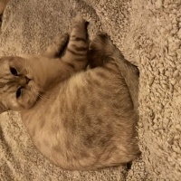 British Shorthair, Kedi  Turşu fotoğrafı