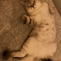 British Shorthair, Kedi  Turşu fotoğrafı