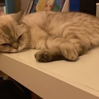 British Shorthair, Kedi  Turşu fotoğrafı