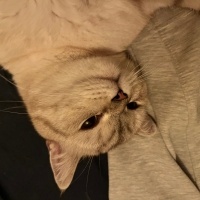 British Shorthair, Kedi  Turşu fotoğrafı