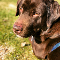 Labrador Retriever, Köpek  Kave fotoğrafı