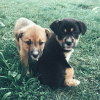 Rottweiler, Köpek  Arya fotoğrafı