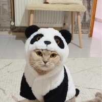 Scottish Fold, Kedi  Bade fotoğrafı