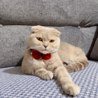 Scottish Fold, Kedi  Bade fotoğrafı