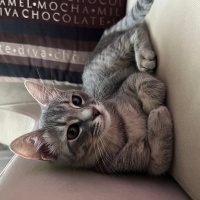 Tekir Kedi, Kedi  Pamuk fotoğrafı